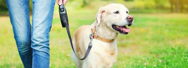 11 Best Retractable Dog Leash Reviews | Buying Guide {2023}
