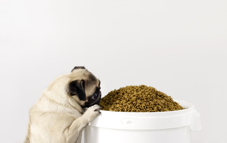Avoid These 3 Pitfalls When Buying Dog Food Online